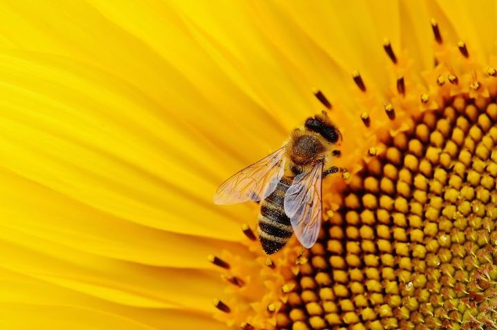 closeup of a honeybee on a sunflower