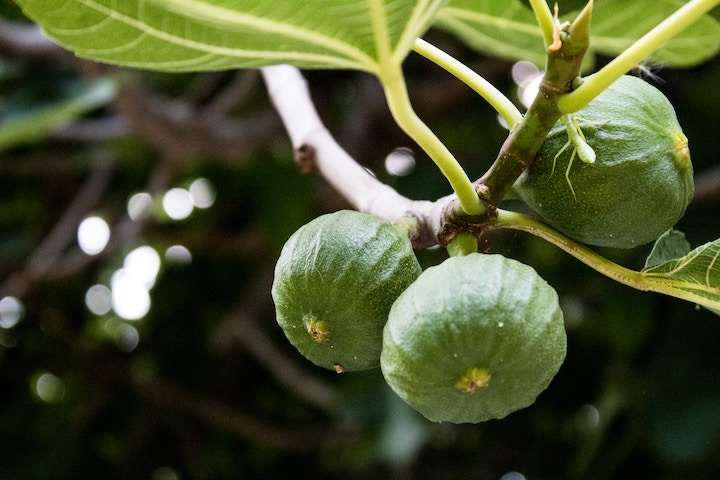fig tree balls and leaves