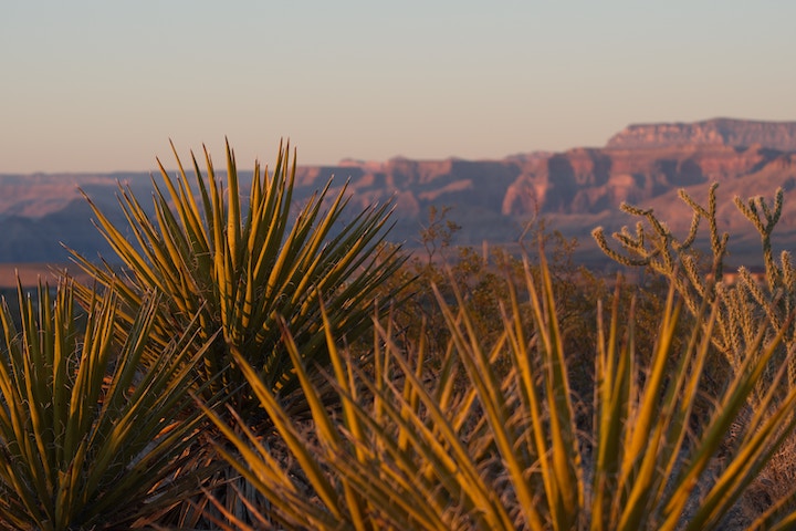 yucca plants at sunset