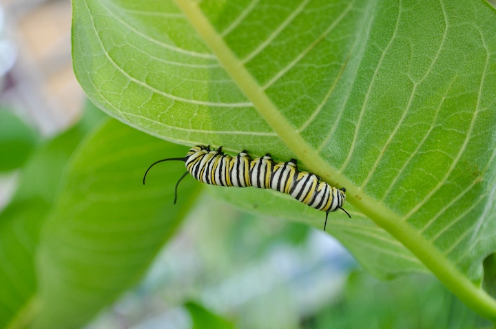 monarch caterpillar