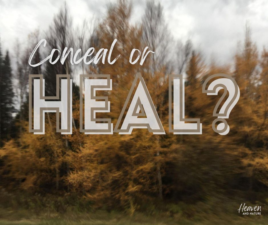"Conceal or Heal?" with blurry image of golden tamarack trees in a forest