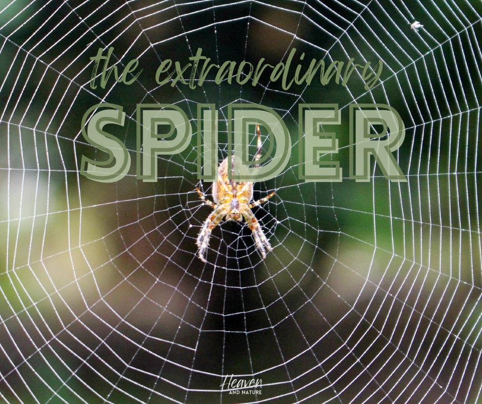 "the extraordinary spider" with image of spider on its orb web
