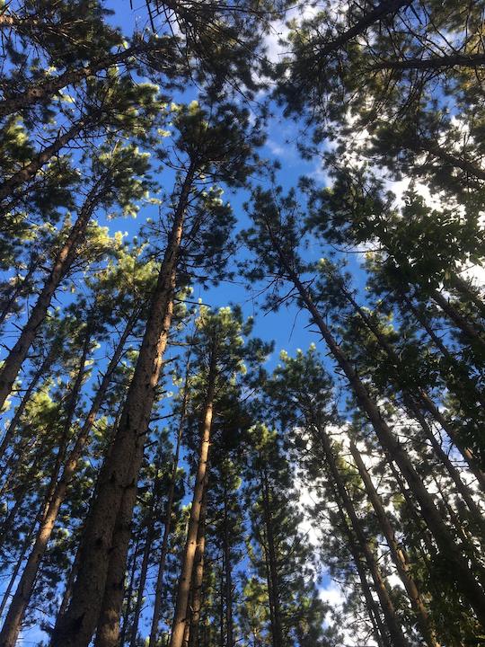 looking up to the tops of many tall pine trees