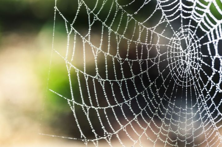 spider web with morning dew on the strands
