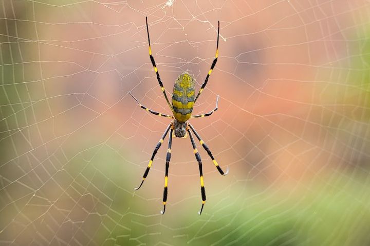 yellow and black spider on its web