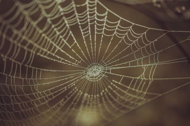 A spider web against a brown background