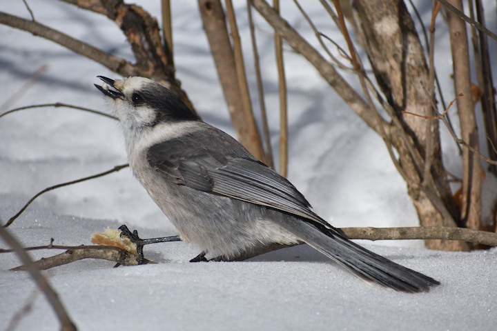 a Canada jay sits on the snow