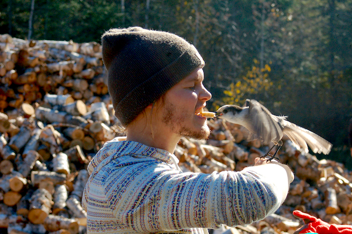 Canada jay takes food out of a man's mouth