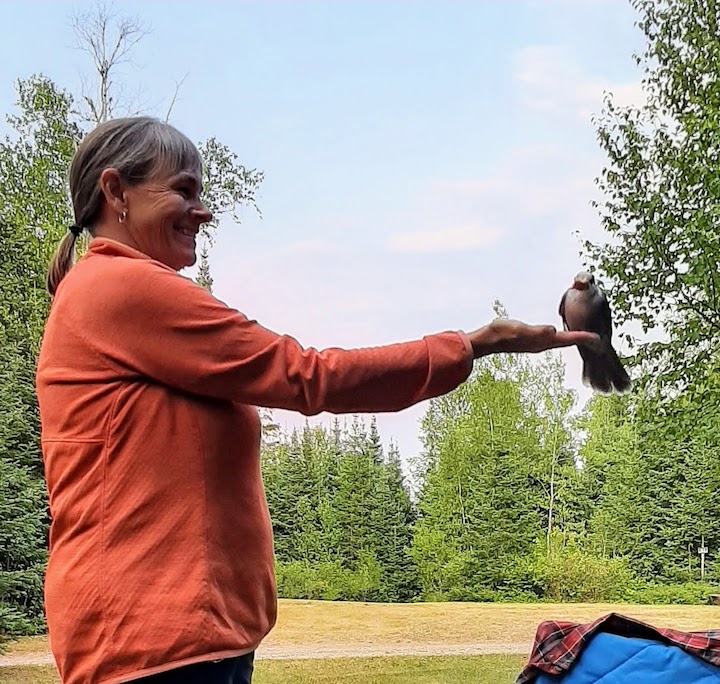 the author feeds a Canada jay from her hand