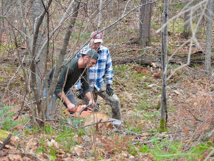 two men work at chainsawing a fall tree in the woods