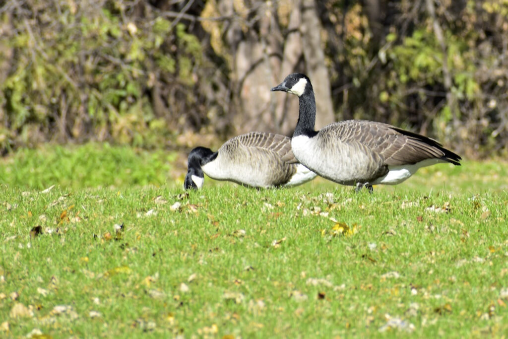 two Canada geese on grass