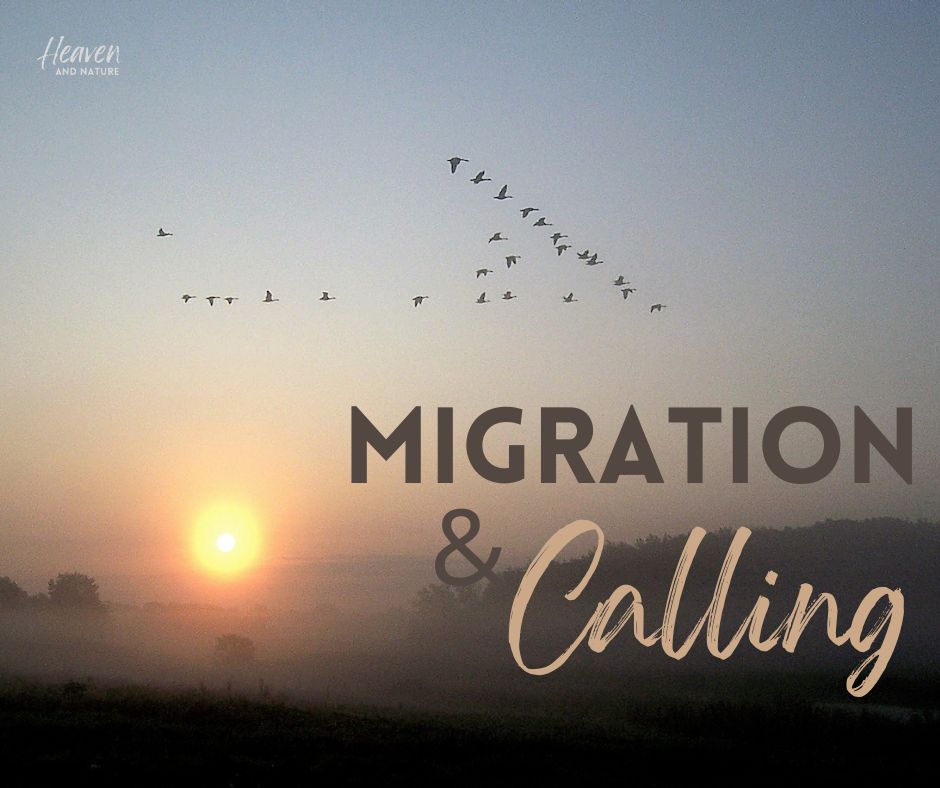 "Migration and Calling" with image of a flock of Canada geese in V formation at sunrise