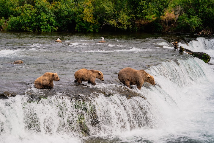 three brown bears wait for salmon to leap upstream