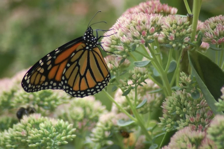 monarch butterfly on some flowers