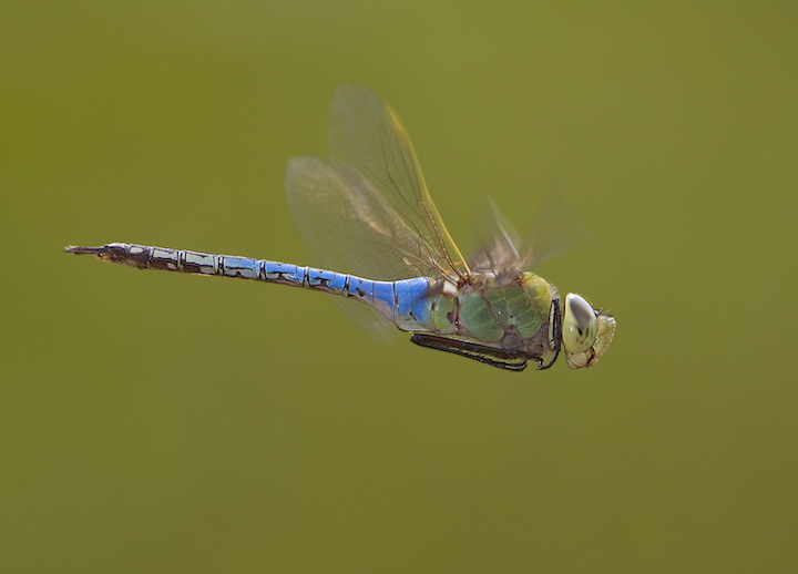 green darner dragonfly/photo by Mark Chappell