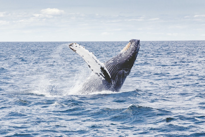 a whale breaches out of the ocean