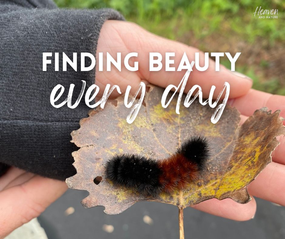 "Finding beauty every day" with image of a hand holding a leaf and a wooly bear caterpillar