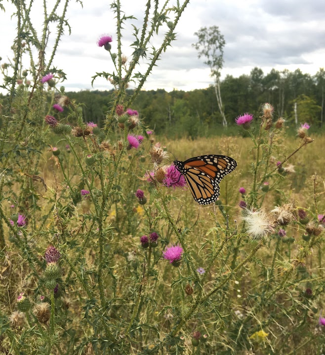 monarch butterfly on thistle flowers