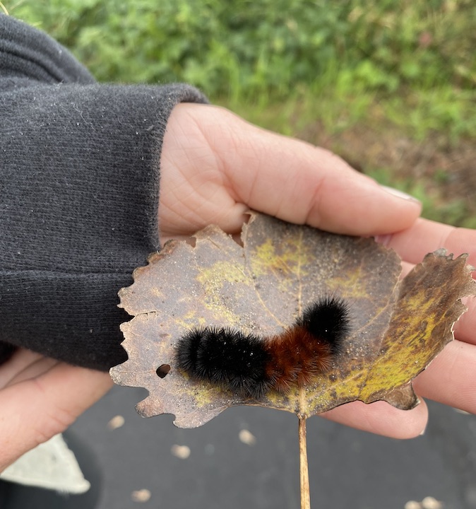 hands holding a leaf and a wooly bear caterpillar