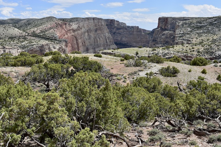 Bighorn Canyon, Montana, with low juniper bushes in foreground