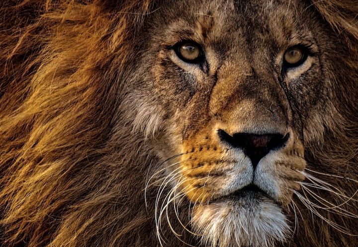 Closeup head shot of a male lion