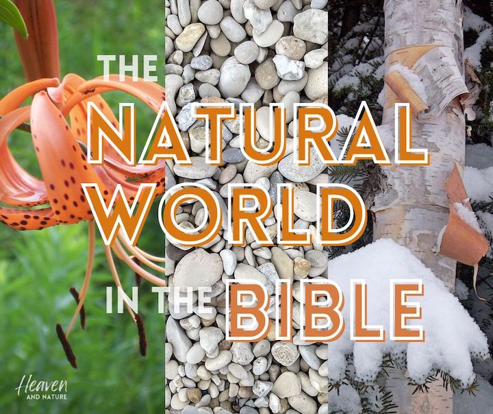 "The Natural World in the Bible" with images of a flower, pebbles and a snowy birch tree