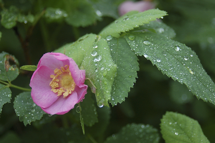 blooming wild rose in the rain