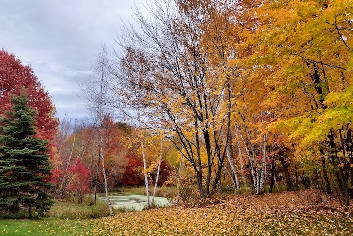trees in their fall color
