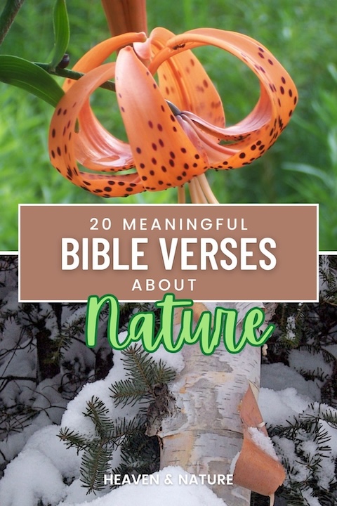 Here are just 20 of the hundreds of Bible verses that talk about nature or use something in nature to teach us a life lesson.