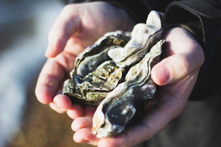 hands holding a few oysters