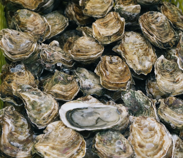 a bunch of oysters