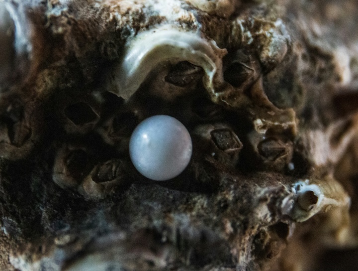 a single white pearl in an oyster shell