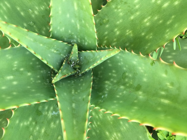 Aloe (photo courtesy of Cari Corbet Owen via Unsplash)