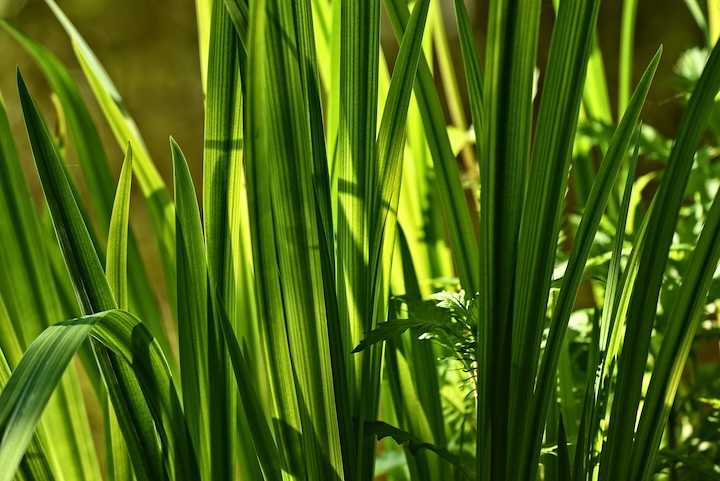 calamus leaves