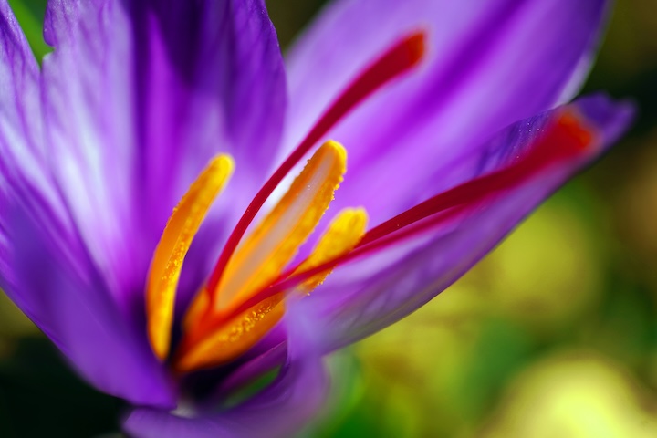 crocus blossom (photo courtesy of Mehdi Torabi via Unsplash)