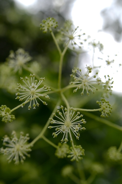 Spikenard (photo courtesy of Laura Ockel via Unsplash)