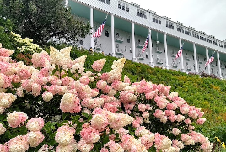 pink and white hydrangeas bloom in front of Grand Hotel