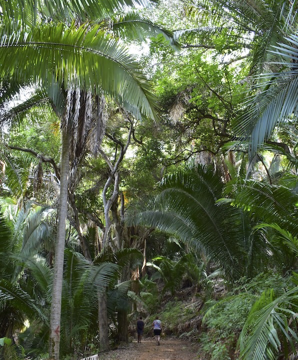 two people at the bottom of the photo hike through huge tropical plants in a jungle