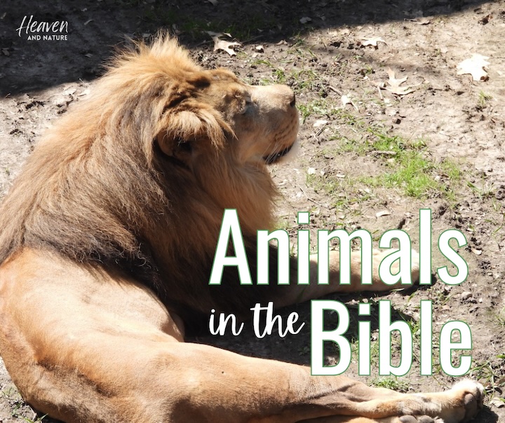 "Animals in the Bible" with image of a male lion