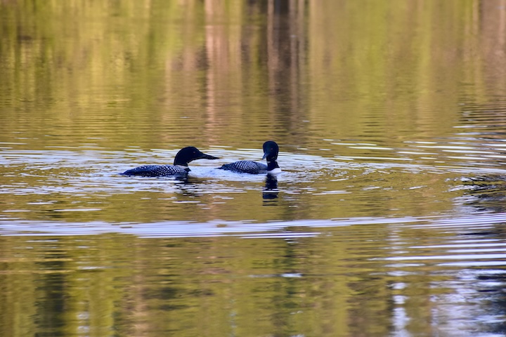 a pair of common loons on a lake with fall trees reflected on the water
