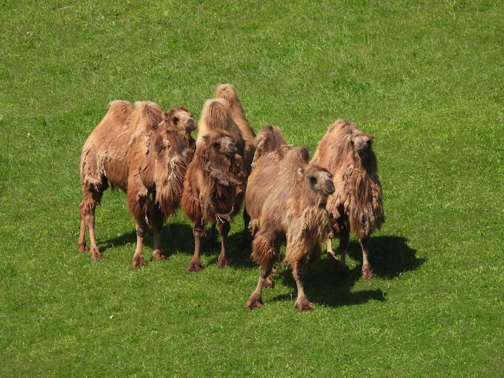 4 camels look at the camera