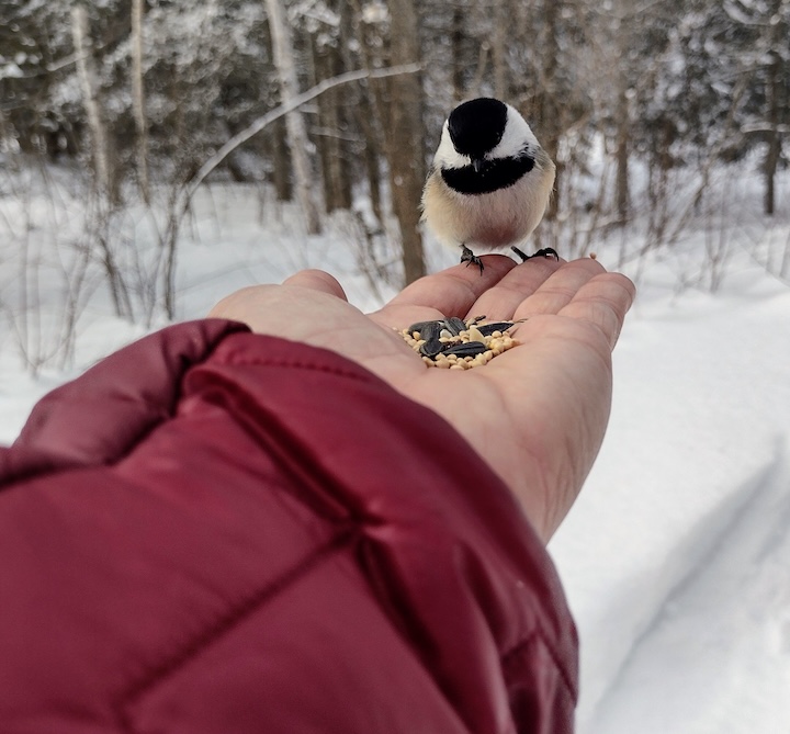 a chickadee eats from someone's hand