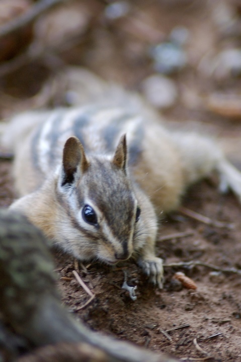 a chipmunk lays flat on the ground