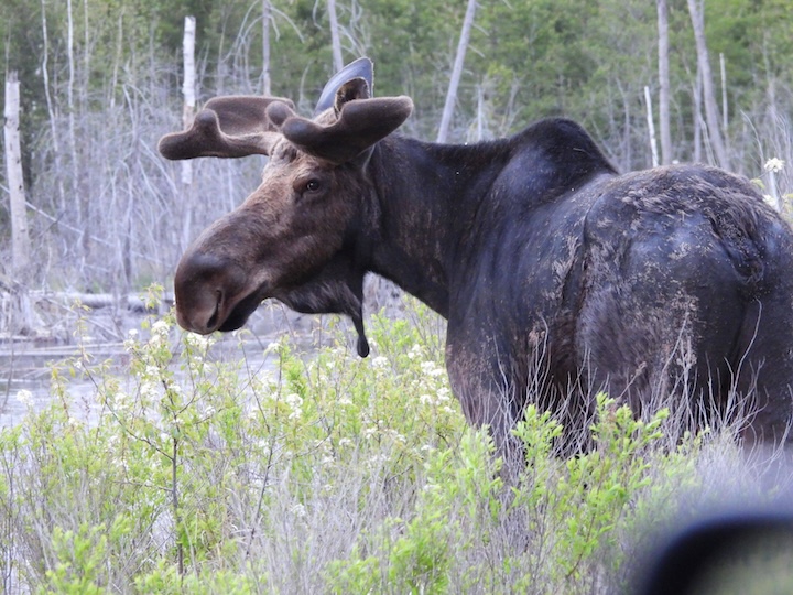 a bull moose with new antlers