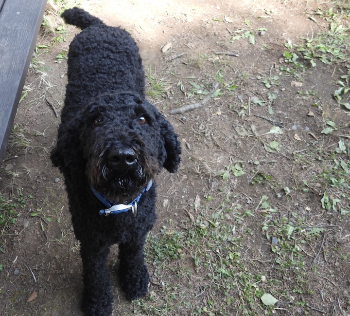 a black poodle looks up at the camera