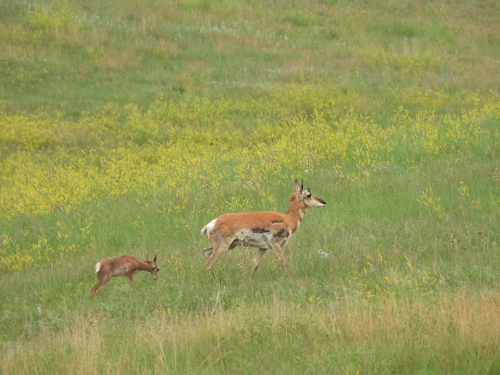 a pronghorn doe and calf