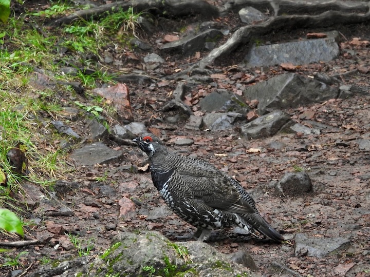 male spruce grouse on the forest floor