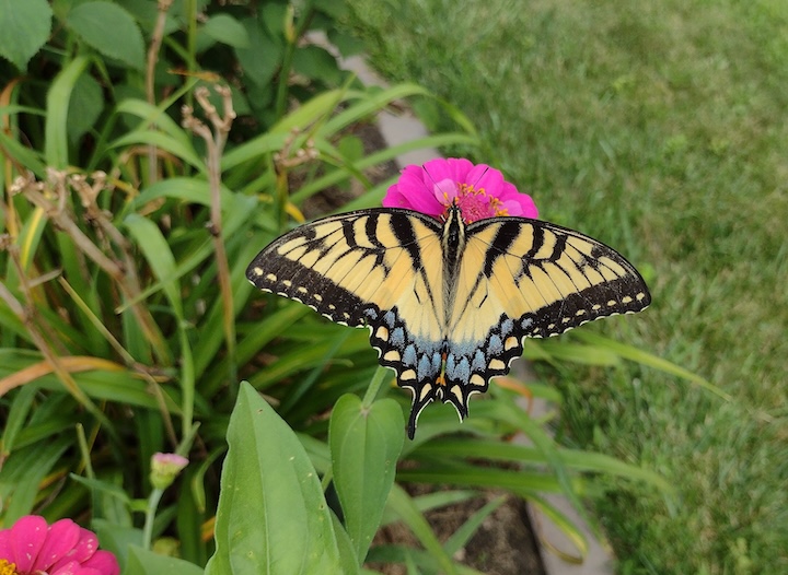 an Eastern swallowtail butterful sits on a zinnia