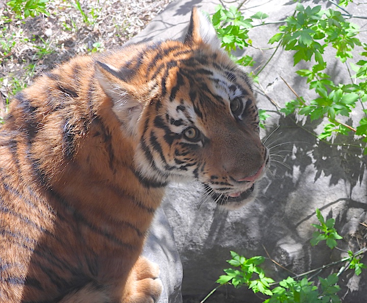 close up of a young tiger looking at the camera