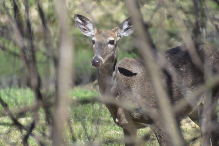 a whitetail deer doe peers through the branches